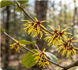 Witch Hazel
