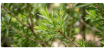 Tea Tree Oil